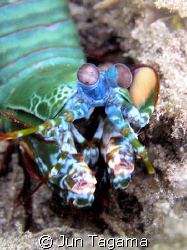 colorful mantis, no strobe by Jun Tagama 